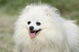 SPITZ ALLEMAND 404